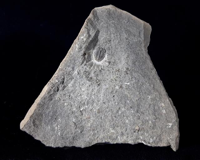 Olenus truncatus (BRNNICH 1871) - Bild © FossNet FossilienStore